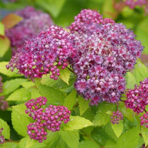 Spiraea japonica 'SMNSJSA' ~ Double Play® Dolly™ Spirea-ServeScape