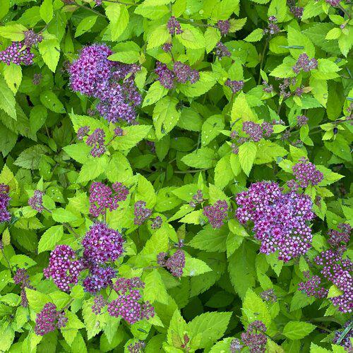 Spiraea japonica 'SMNSJSA' ~ Double Play® Dolly™ Spirea-ServeScape