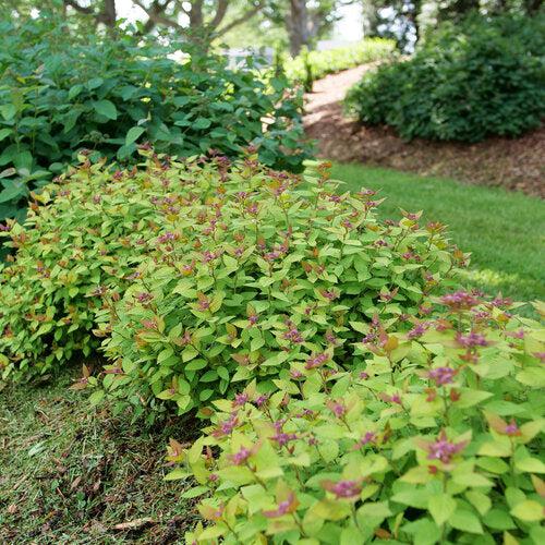 Spiraea japonica 'SMNSJSA' ~ Double Play® Dolly™ Spirea-ServeScape