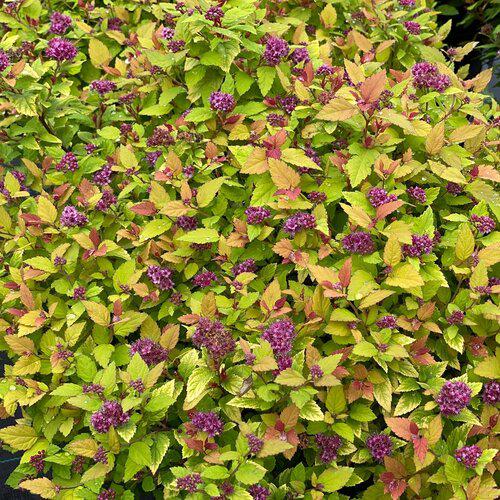 Spiraea japonica 'SMNSJSA' ~ Double Play® Dolly™ Spirea-ServeScape
