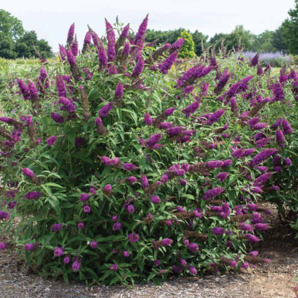 Buddleia davidii 'SRPbudroy' ~ Monrovia® RoyalRazz® Butterfly Bush-ServeScape