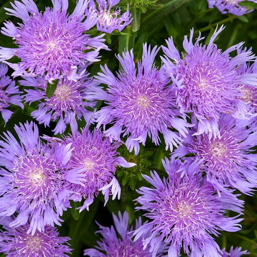 Stokesia laevis 'Riptide' ~ Totally Stoked™ Riptide Stoke's Aster-ServeScape