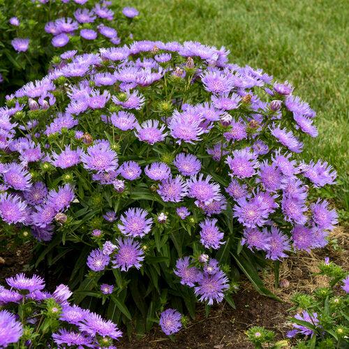 Stokesia laevis 'Riptide' ~ Totally Stoked™ Riptide Stoke's Aster-ServeScape