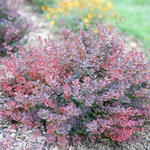 Berberis thunbergii 'NCBT1' PP30,330 ~ Sunjoy® Mini Maroon Barberry-ServeScape