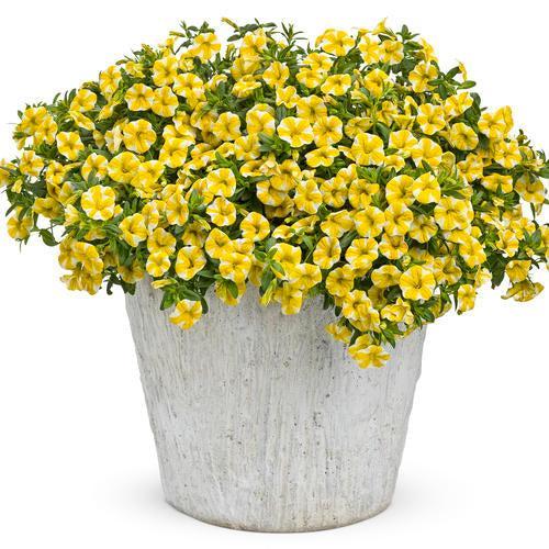 Calibrachoa hybrid 'USCAL5302M' ~ PW® Superbells® Lemon Slice® Calibrachoa-ServeScape