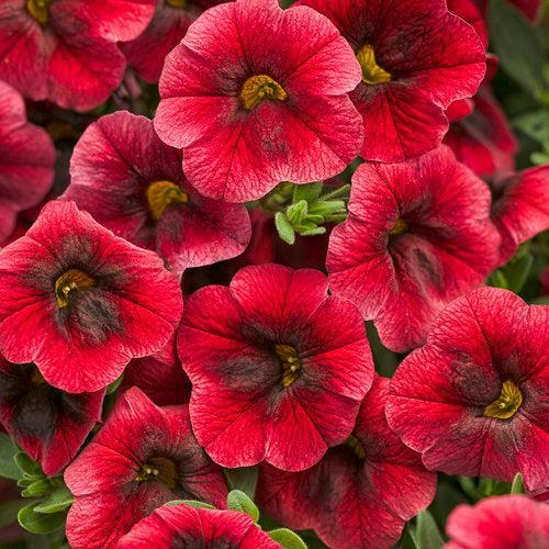 Calibrachoa hybrid 'USCAL08501' ~ PW® Superbells® Pomegranate Punch™ calibrachoa-ServeScape