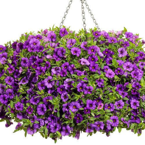 Calibrachoa hybrid 'WNCALSBBL24' ~ PW® Superbells® Blue Calibrachoa-ServeScape