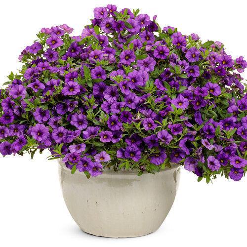Calibrachoa hybrid 'WNCALSBBL24' ~ PW® Superbells® Blue Calibrachoa-ServeScape