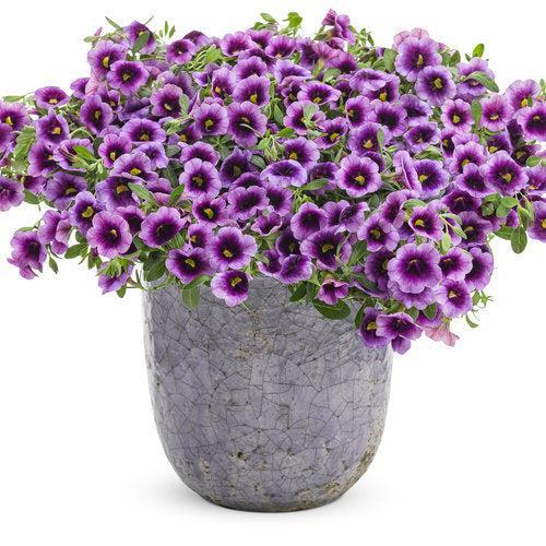 Calibrachoa hybrid 'Blue Moon Punch' ~ PW® Superbells® Blue Moon Punch™ Calibrachoa-ServeScape