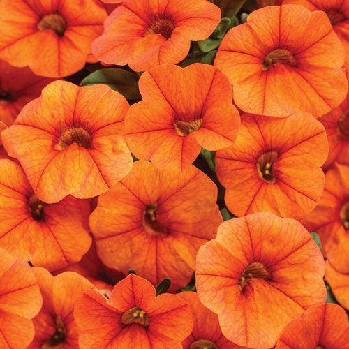 Calibrachoa hybrid 'INCALDRSIM' ~ PW® Superbells® Dreamcicle® Calibrachoa-ServeScape