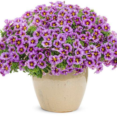 Calibrachoa hybrid 'BBCAL87705' ~ PW® Superbells® Evening Star™ Calibrachoa-ServeScape
