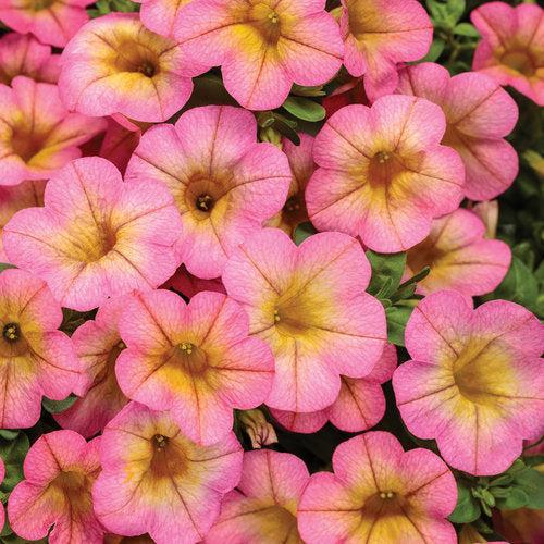 Calibrachoa hybrid 'BBCAL91303' ~ PW® Superbells® Honeyberry™ Calibrachoa-ServeScape