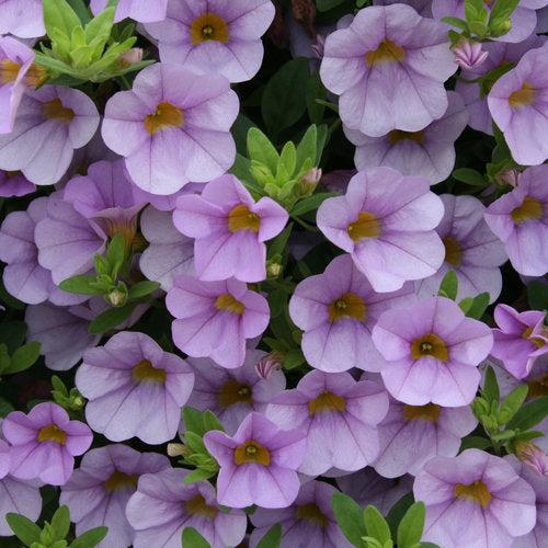Calibrachoa hybrid 'USCAL87502' ~ PW® Superbells® Miss Lilac Calibrachoa-ServeScape