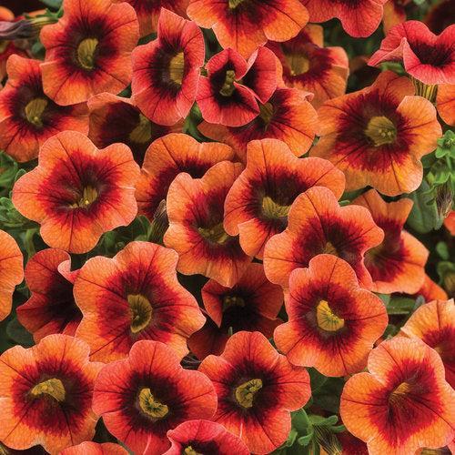 Calibrachoa hybrid 'BBCAL82201' ~ PW® Superbells® Tangerine Punch™ Calibrachoa-ServeScape