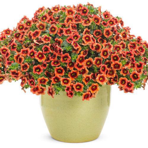 Calibrachoa hybrid 'BBCAL82201' ~ PW® Superbells® Tangerine Punch™ Calibrachoa-ServeScape