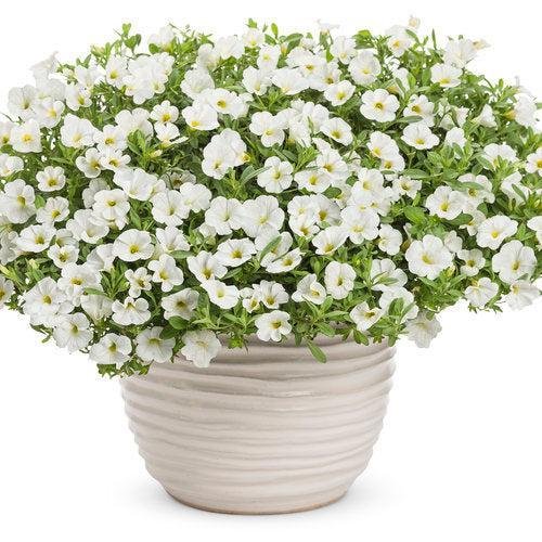 Calibrachoa hybrid 'Balcal14141' ~ PW® Superbells® White Calibrachoa-ServeScape