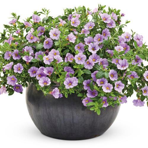 Calibrachoa hybrid 'USCAL87502' ~ PW® Superbells® Miss Lilac Calibrachoa-ServeScape