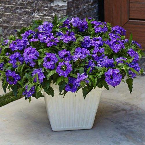 Verbena hybrid 'RIKAV18302' ~ Superbena® Violet Ice Verbena-ServeScape
