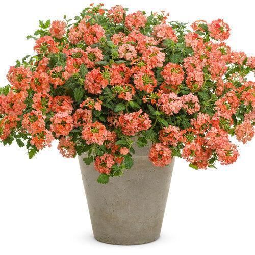 Verbena hybrid 'RIKAV36504' ~ PW® Superbena® Peachy Keen Verbena-ServeScape