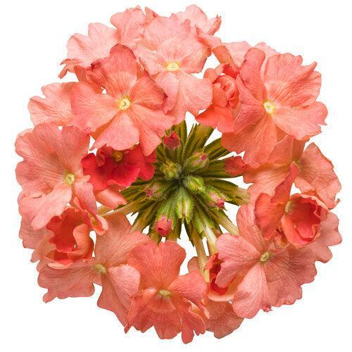 Verbena hybrid 'RIKAV36504' ~ PW® Superbena® Peachy Keen Verbena-ServeScape