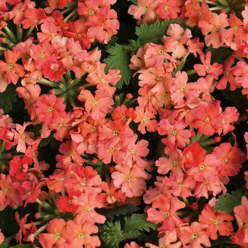 Verbena hybrid 'RIKAV36504' ~ PW® Superbena® Peachy Keen Verbena-ServeScape