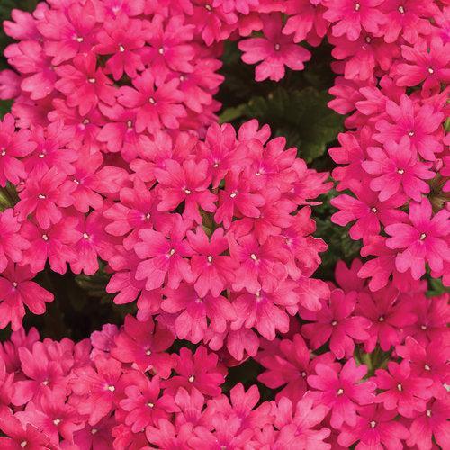 Verbena hybrid 'RIKAV45801' ~ PW® Superbena® Raspberry Verbena-ServeScape