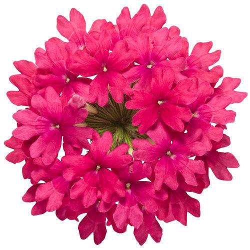 Verbena hybrid 'RIKAV45801' ~ PW® Superbena® Raspberry Verbena-ServeScape