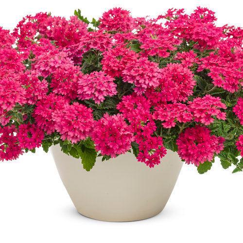 Verbena hybrid 'RIKAV45801' ~ PW® Superbena® Raspberry Verbena-ServeScape