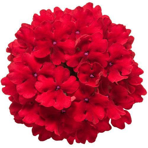 Verbena hybrid 'RIKAV44101' ~ PW® Superbena® Red Verbena-ServeScape