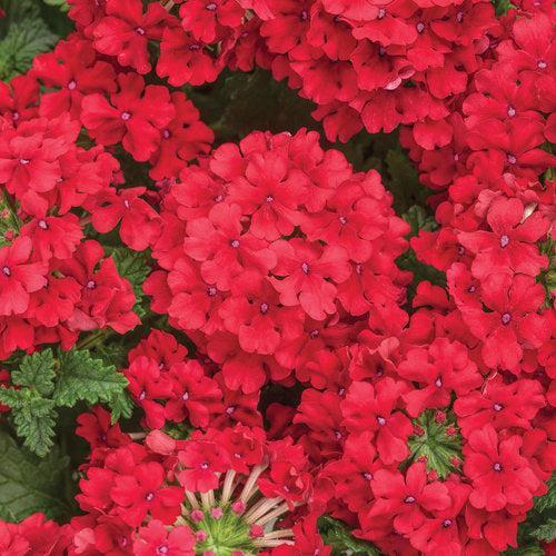 Verbena hybrid 'RIKAV44101' ~ PW® Superbena® Red Verbena-ServeScape