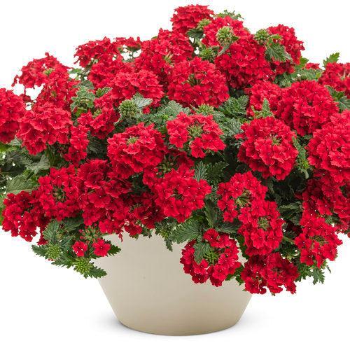 Verbena hybrid 'RIKAV44101' ~ PW® Superbena® Red Verbena-ServeScape
