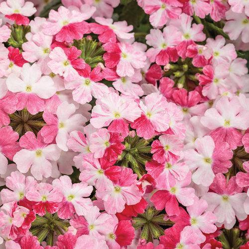 Verbena hybrid 'RIKAV52102' ~ Superbena Sparkling® Rosé Verbena-ServeScape