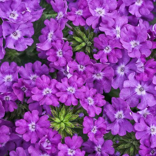 Verbena hybrid 'RIKAV18302' ~ Superbena® Violet Ice Verbena-ServeScape