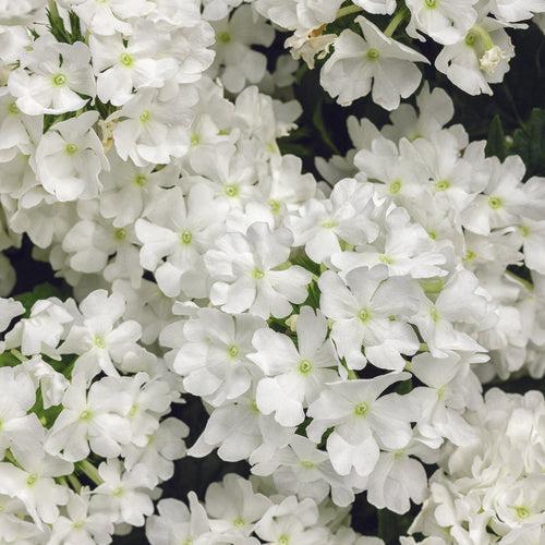 Verbena hybrid 'RIKA1832M3' ~ Superbena® Whiteout™ Verbena-ServeScape