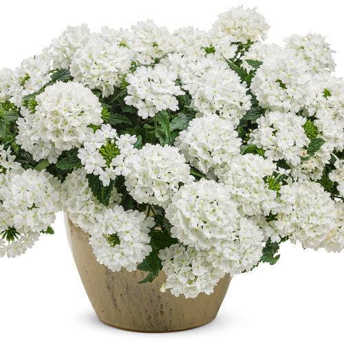 Verbena hybrid 'RIKA1832M3' ~ Superbena® Whiteout™ Verbena-ServeScape