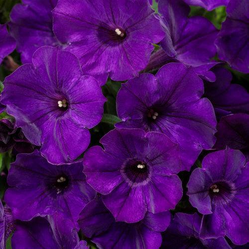 Petunia hybrid 'BBTUN10102’ ~ PW® Supertunia® Royal Velvet® Petunia-ServeScape