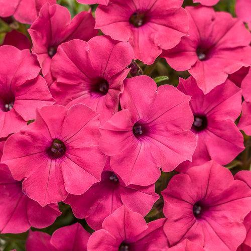 Petunia hybrid 'BHTUN65301' ~ PW® Supertunia Vista® Fuchsia Petunia-ServeScape