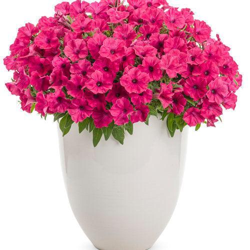 Petunia hybrid 'BHTUN65301' ~ PW® Supertunia Vista® Fuchsia Petunia-ServeScape