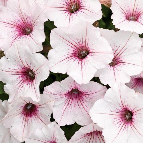Petunia hybrid 'USTUNI60-01M' ~ PW® Supertunia Vista® Silverberry Petunia-ServeScape