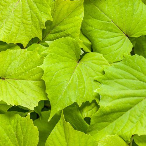 Ipomoea batatas ‘NCORNSP-020BWGWE’ ~ PW® Sweet Caroline Bewitched Green With Envy™ Sweet Potato-ServeScape