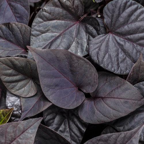 Ipomoea batatas ‘NCORNSP-021SHJB’ ~ PW® Sweet Caroline Jet Black™ Sweet Potato-ServeScape