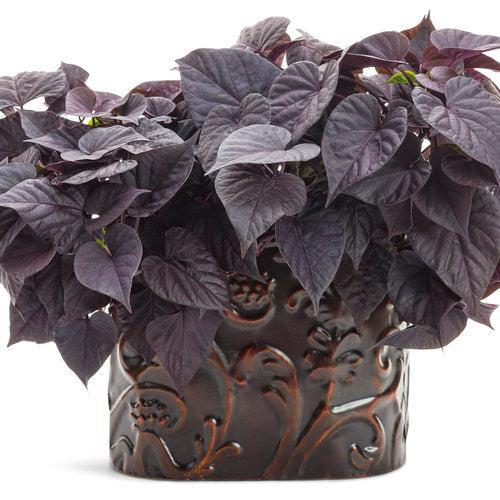 Ipomoea batatas ‘NCORNSP-021SHJB’ ~ PW® Sweet Caroline Jet Black™ Sweet Potato-ServeScape