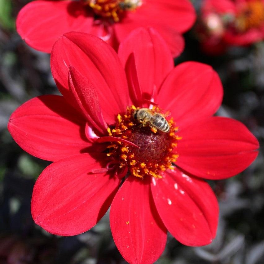 Dahlia 'HDCHR23' PP26,140 ~ Monrovia® Happy Days™ Cherry Red Dahlia-ServeScape