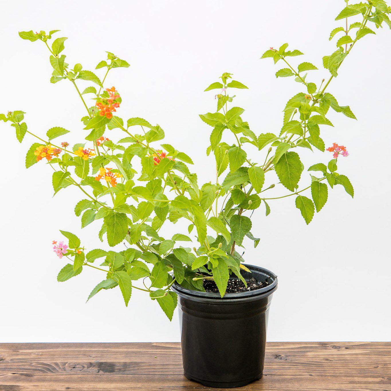 Lantana camara 'Miss Huff' ~ Monrovia® Miss Huff Lantana-ServeScape