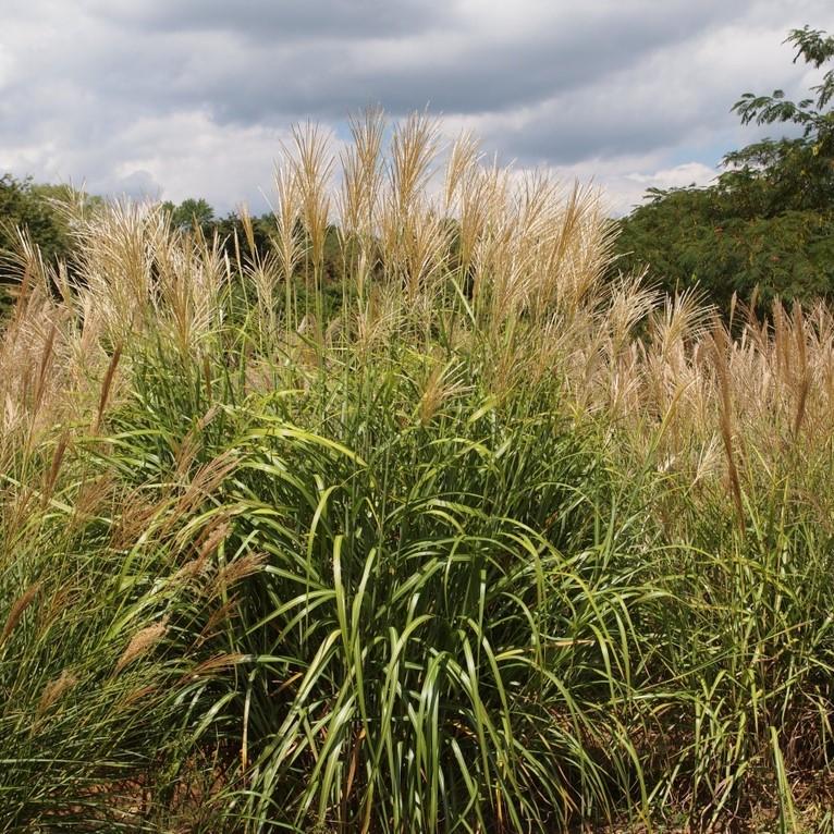 Miscanthus sinensis 'NCMS1' PP #26,387 ~ Monrovia® My Fair Maiden™ Maiden Grass-ServeScape
