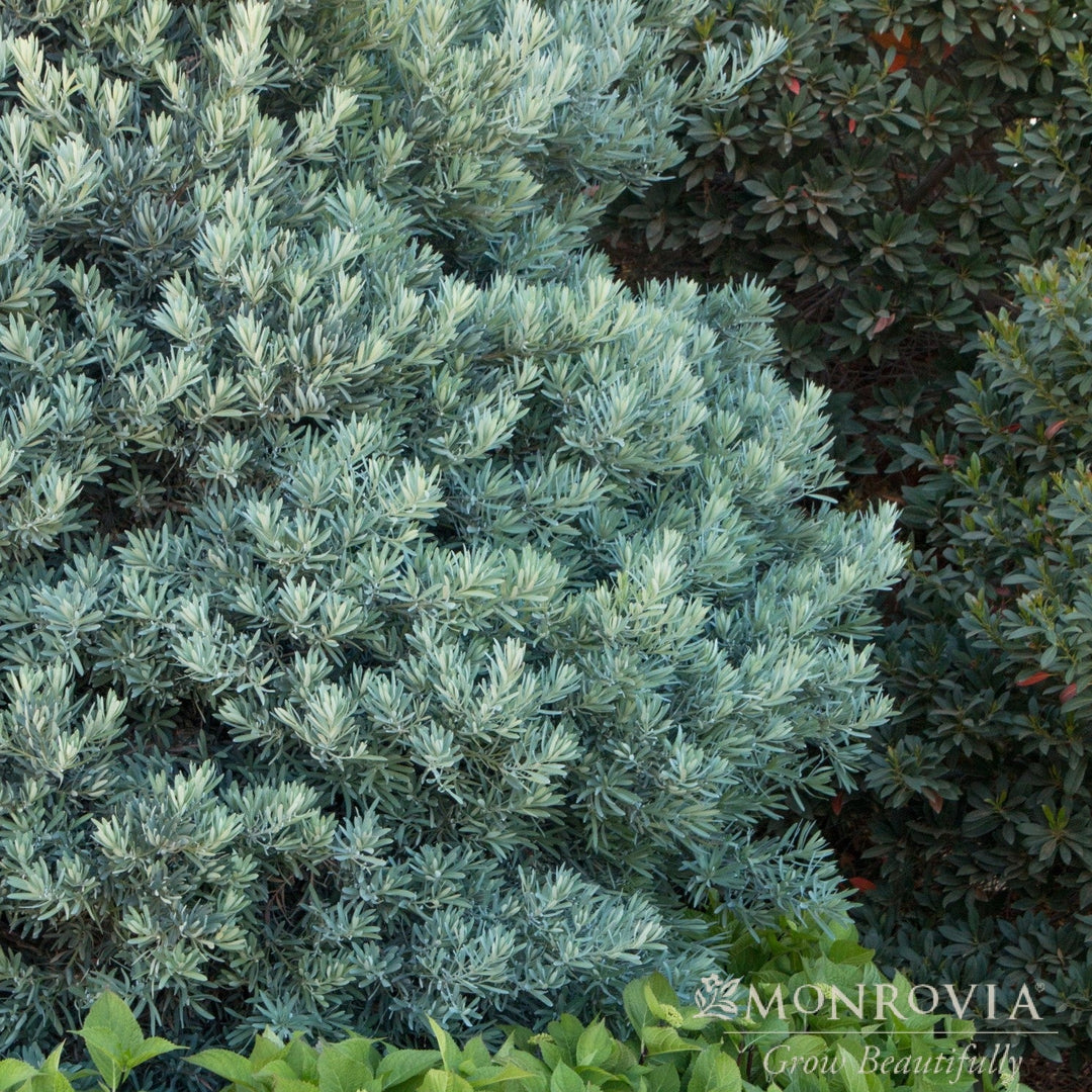 Podocarpus elongatus 'Monmal' ~ Monrovia® Icee Blue® Yellow-Wood-ServeScape