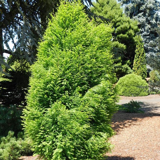 Taxodium distichum 'Lindsey’s Skyward’ ~ Lindsey's Skyward™ Bald Cypress-ServeScape