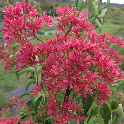 Heptacodium miconioides 'SMNHMRF' ~ Temple of Bloom® Seven-Son Flower-ServeScape