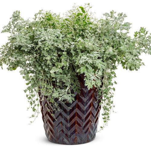 Artemisia stelleriana 'Silver Bullet' ~ PW® Silver Bullet® Wormwood-ServeScape