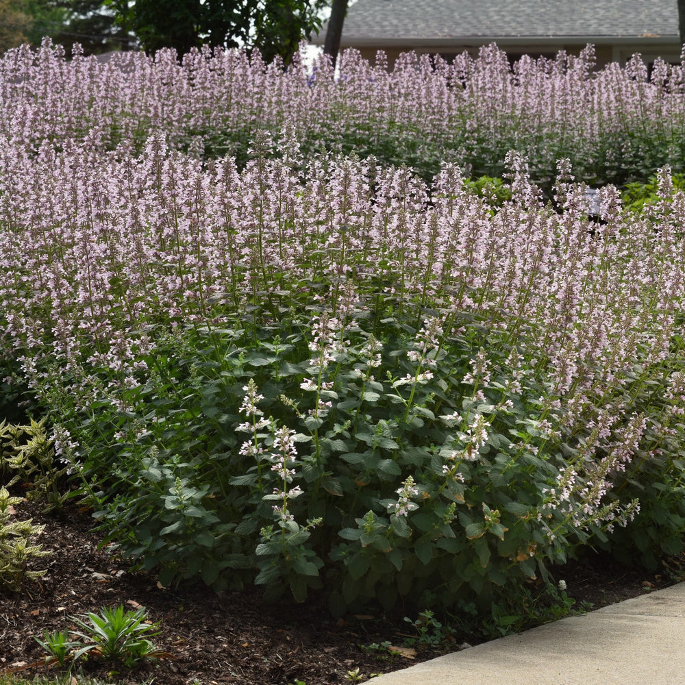 Nepeta x faassenii 'Balpurrink' PP33,184 ~ Monrovia® Whispurr™ Pink Catmint-ServeScape